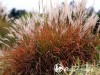 Miskantas kininis ,Dronning Ingrid' (lot.  Miscanthus sinensis)